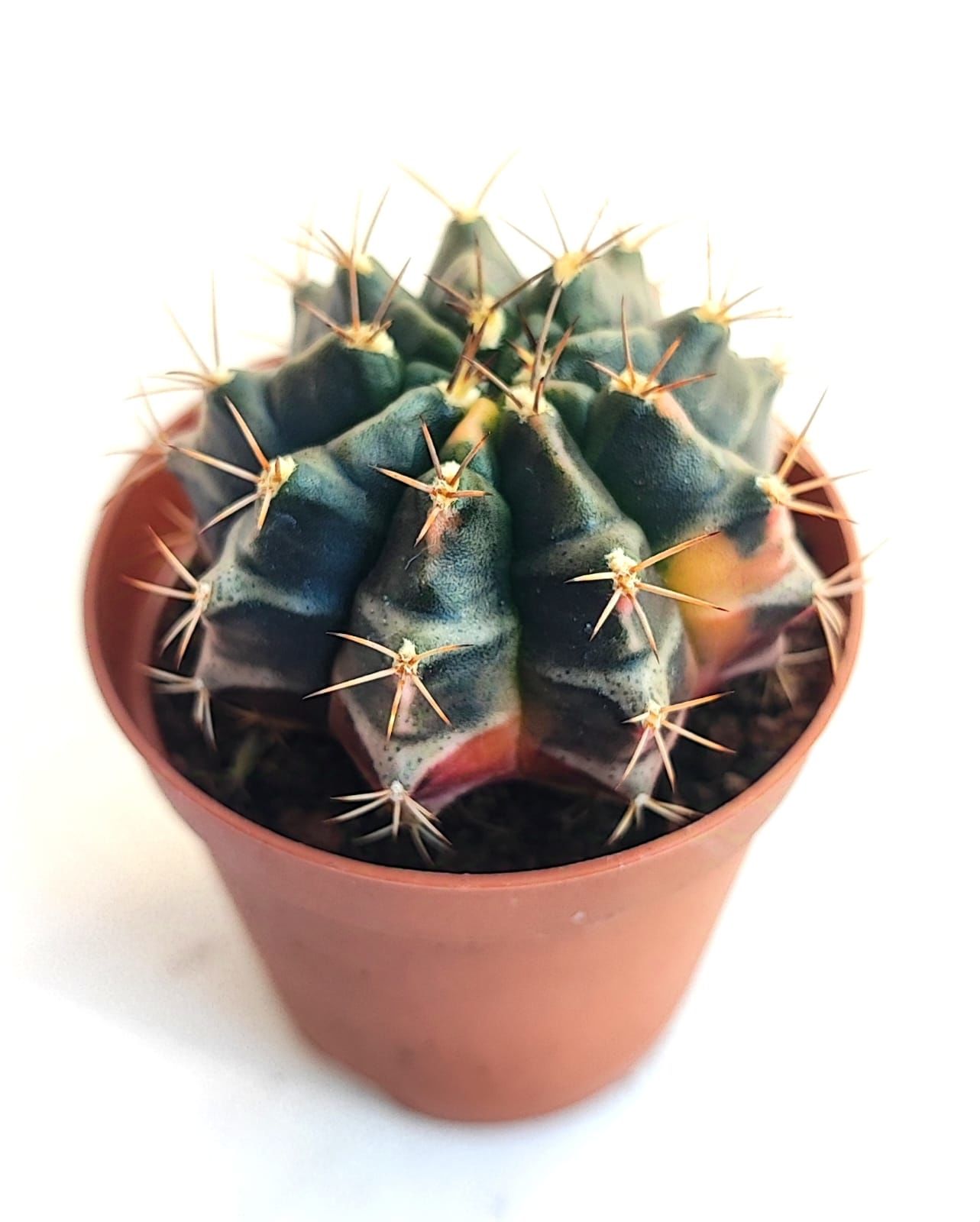Gymnocalycium Mihanovichii Variegata - Renkli, Variegata Köklü Özel tür Kaktüs-5,5 cm Saksıda