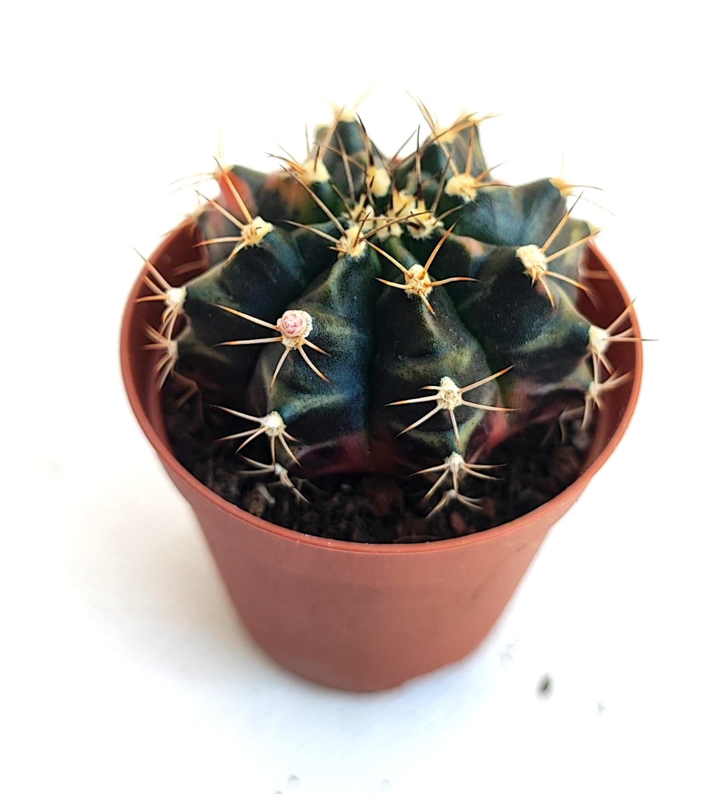 Gymnocalycium Mihanovichii Black Variegata - Renkli, Variegata Köklü Özel tür Kaktüs-5,5 cm Saksıda