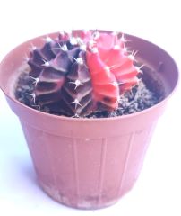 Gymnocalycium Damsii Variegata  - Renkli, Variegata Köklü Özel tür Kaktüs-8,5 cm Saksıda