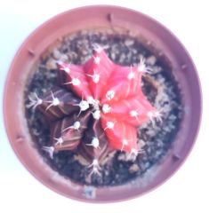 Gymnocalycium Damsii Variegata  - Renkli, Variegata Köklü Özel tür Kaktüs-8,5 cm Saksıda