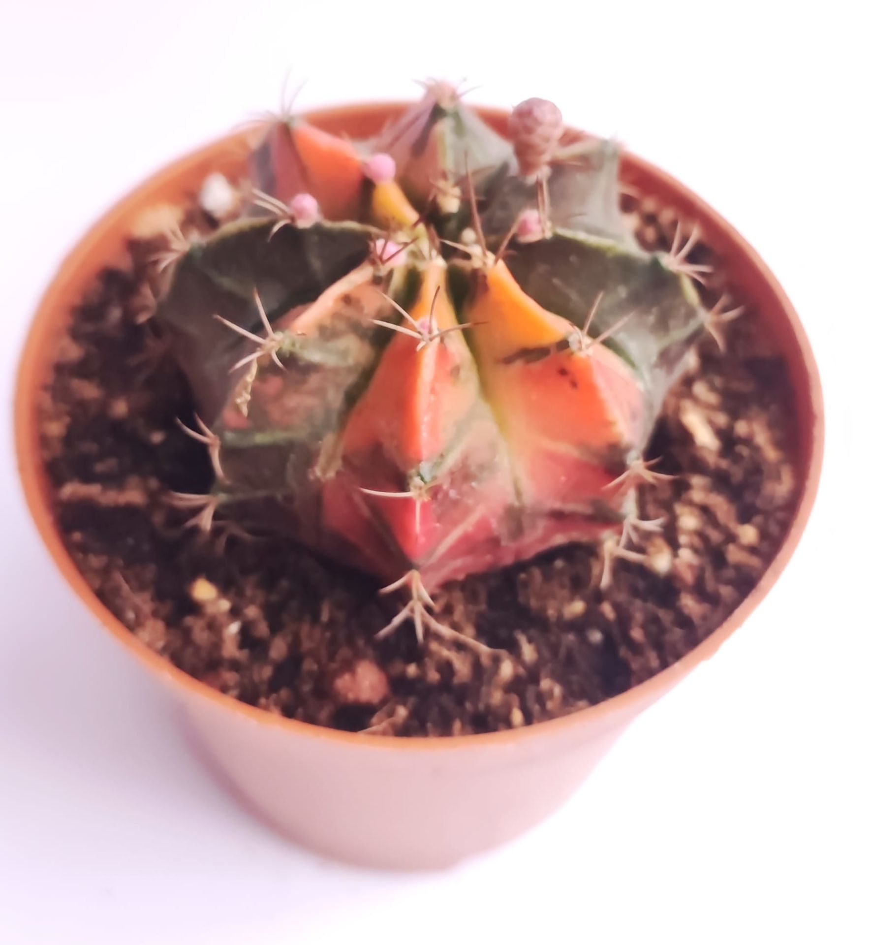 Gymnocalycium Mihanovichi Pink Panther Hybrid Variegata - Renkli, Variegata Köklü Özel tür Kaktüs-8,5 cm Saksıda