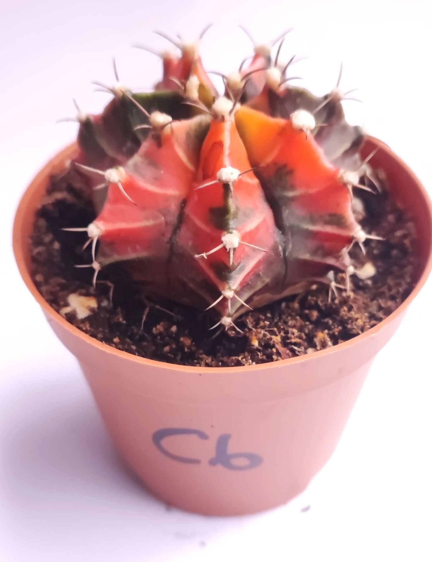 Gymnocalycium Mihanovichi Pink Panther Hybrid Variegata - Pembe Renkli, Variegata Köklü Özel tür Kaktüs-8,5 cm Saksıda