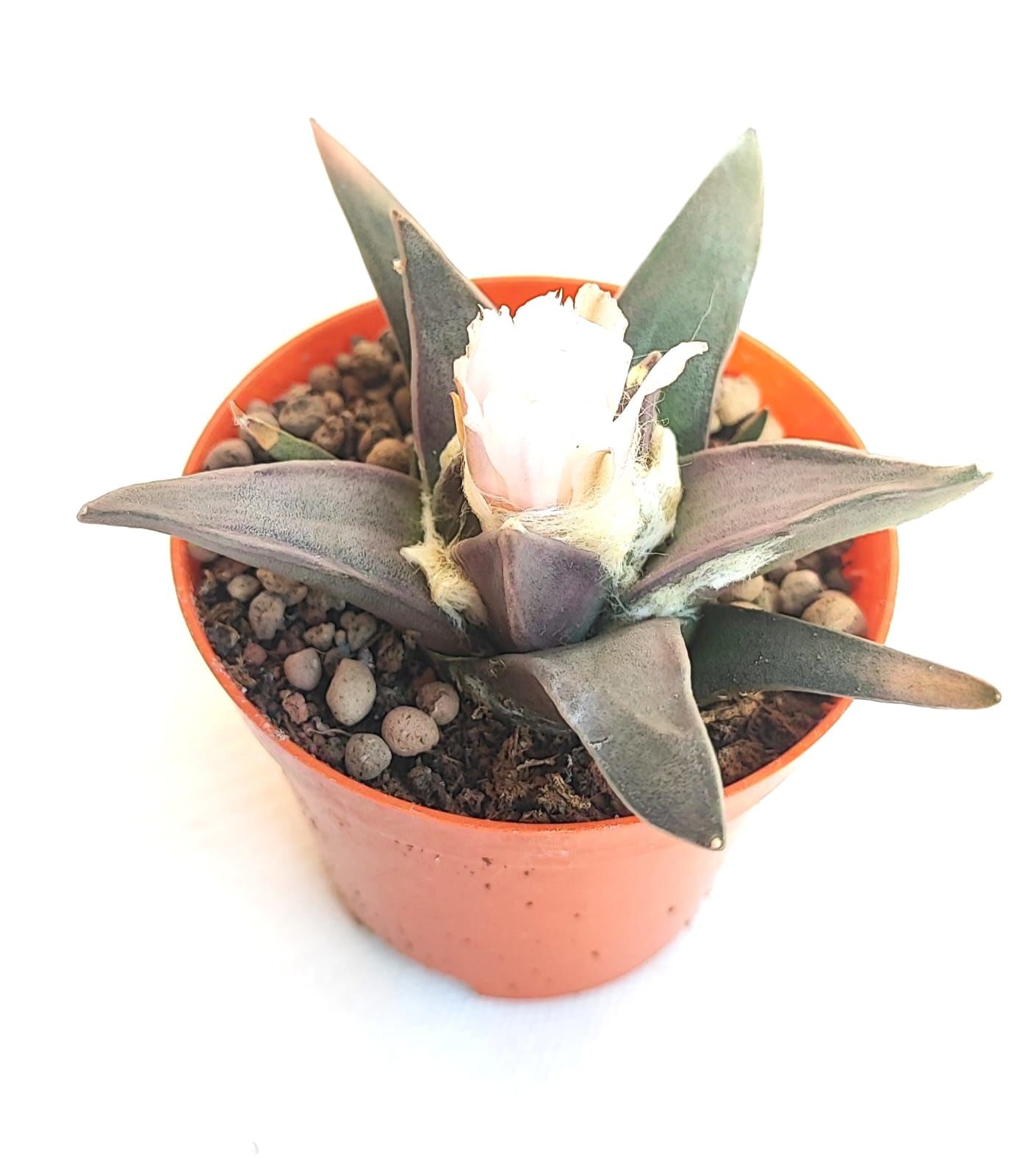 Ariocarpus Confusus -Yaşayan Fosil- 6-7 Yaşında Nadir Koleksiyon Türü Kaktüs 8,5 cm Saksıda