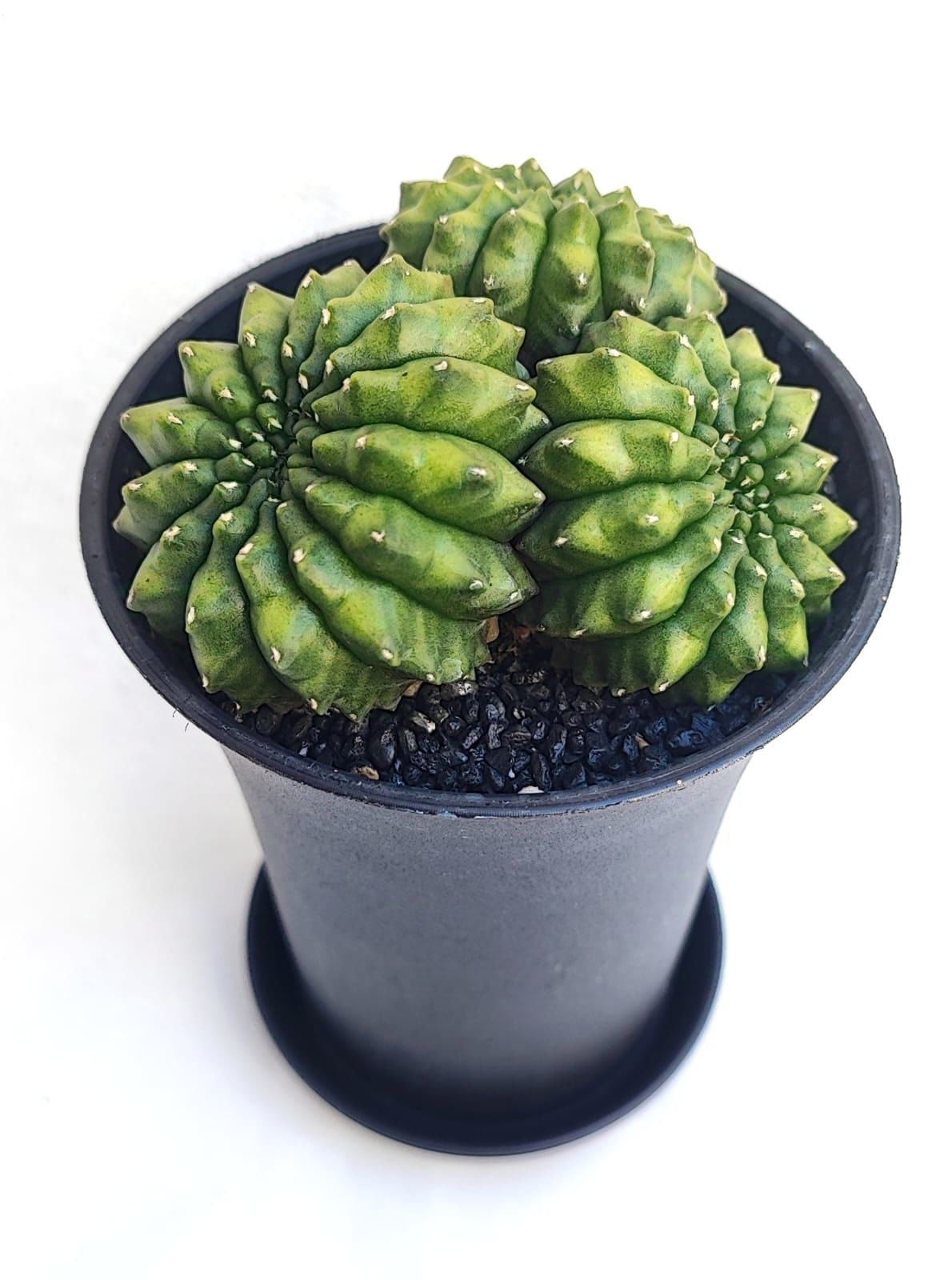 Gymnocalycium SPINELESS İNERMİS 9,5 cm Saksılı Nadir Tür İthal Kaktüs