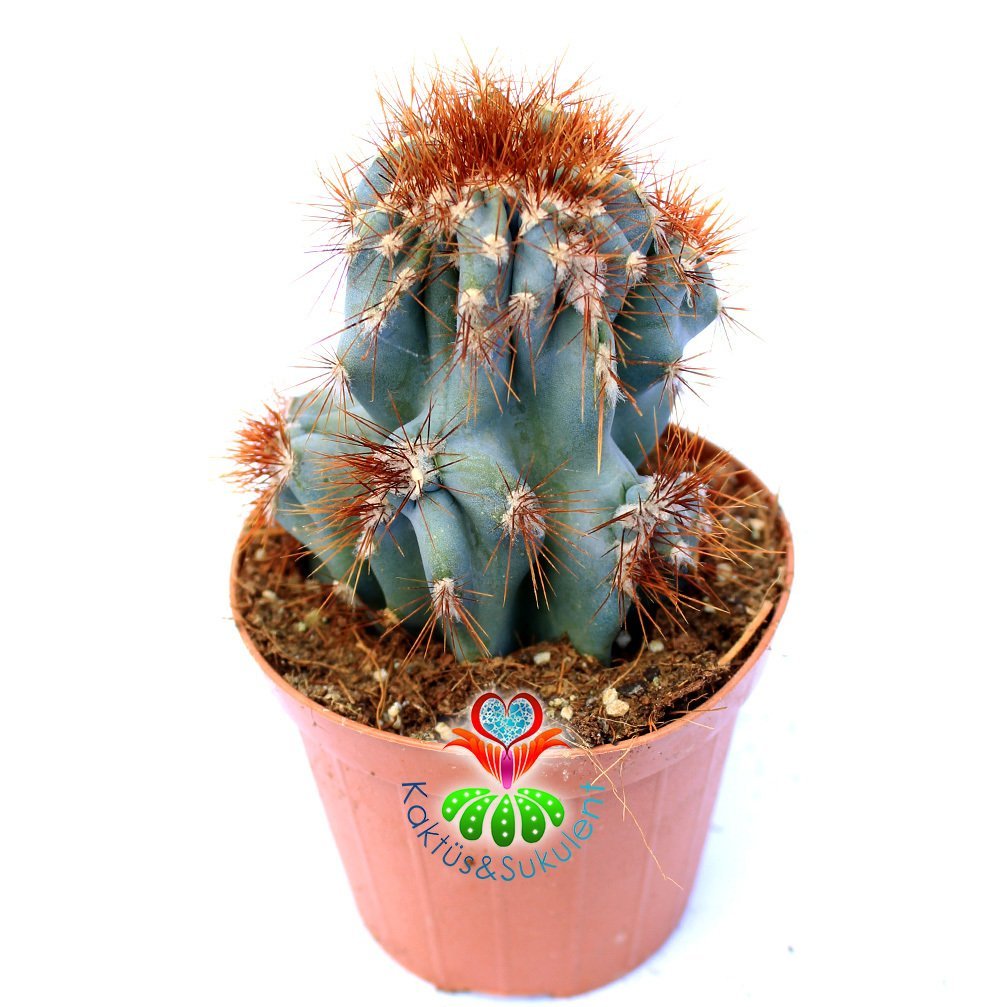 Cereus Hildmannianus Monstrose-Mavimsi Renk Canavar Formlu Kaktüs 5,5 cm Saksıda