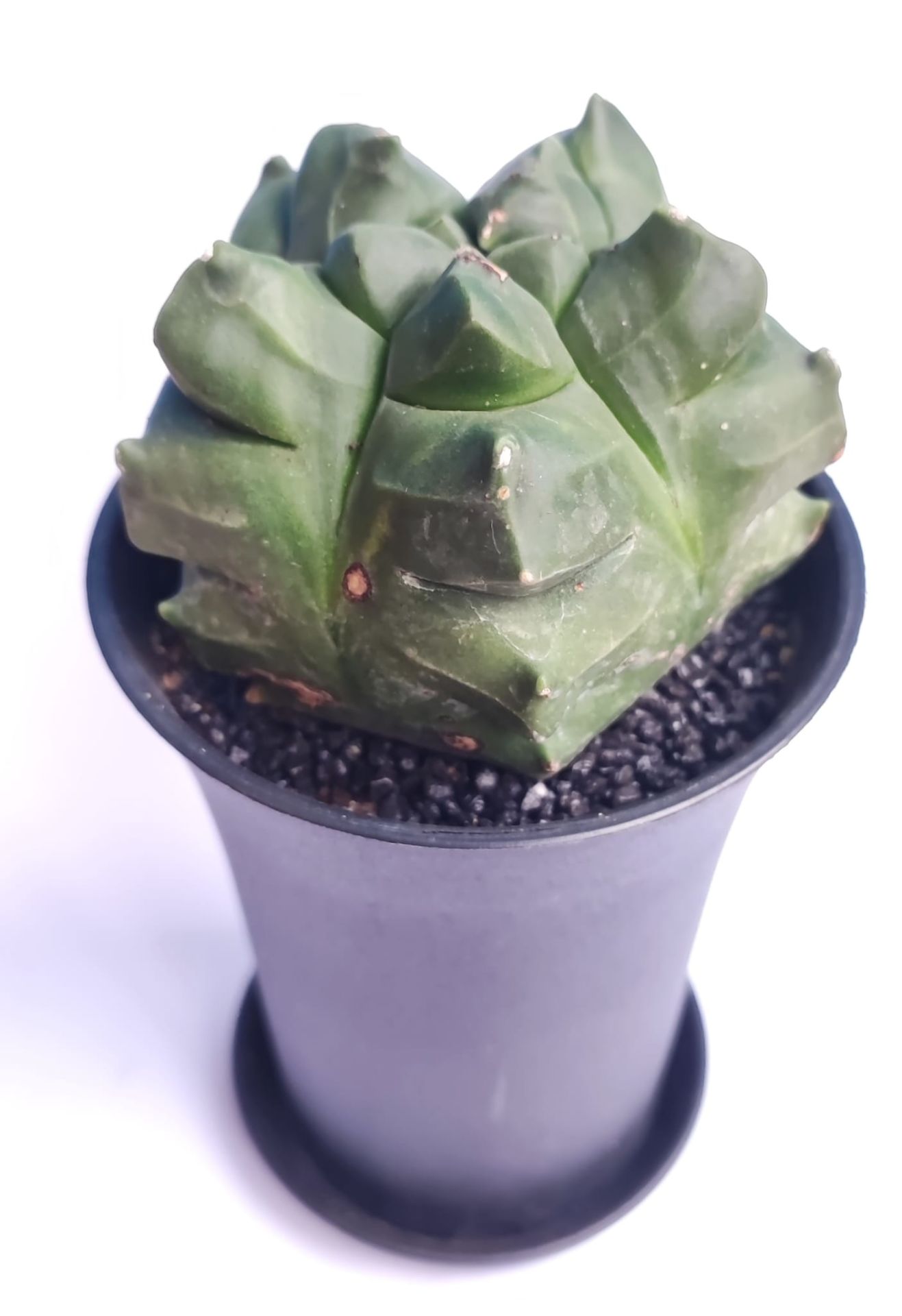 Astrophytum Myriostigma cv. Kikko Nudum fa. -NADİR TÜR-Sarı Renk Çiçek Açar- 8,5 cm saksı dolusu