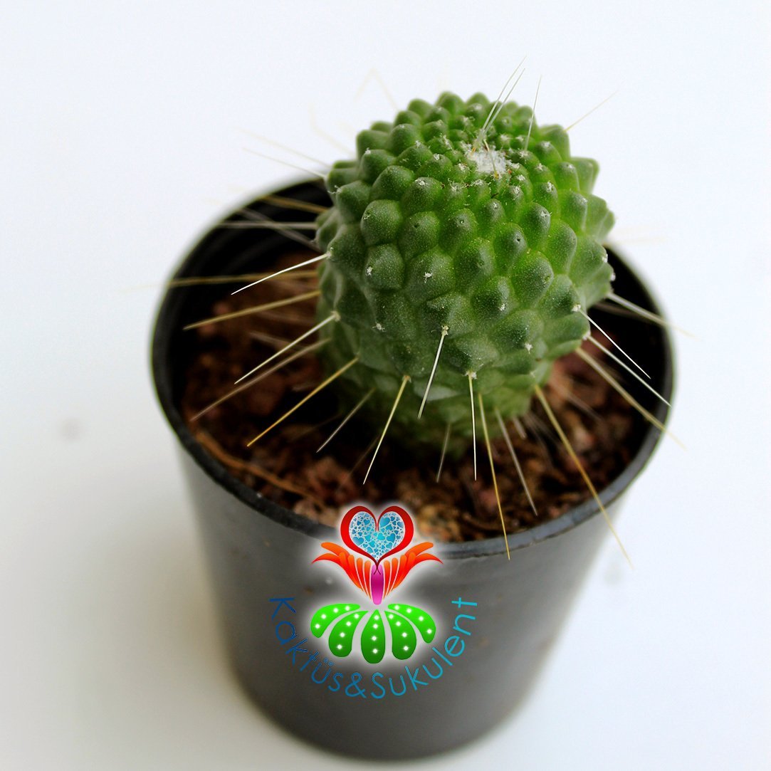 Kaktüs,Mammillaria spinosissima UN PICO-Pembe Renk Çiçek Açar-Yavrulu ya da Yavrusuz-5,5 cm Saksıda