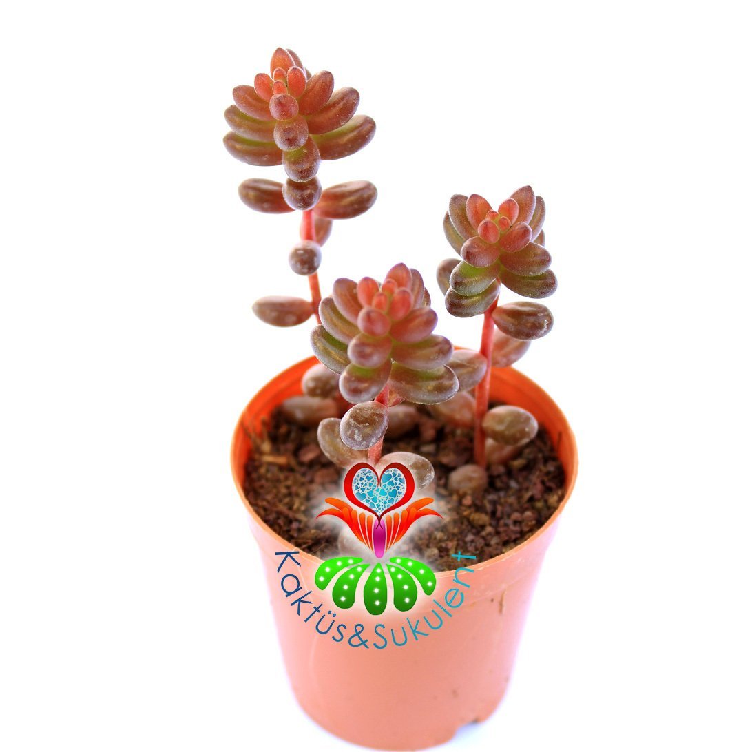 Sedum Rubrotinctum Redberry-Koyu Kırmızı Sukulent-5,5 cm Saksıda