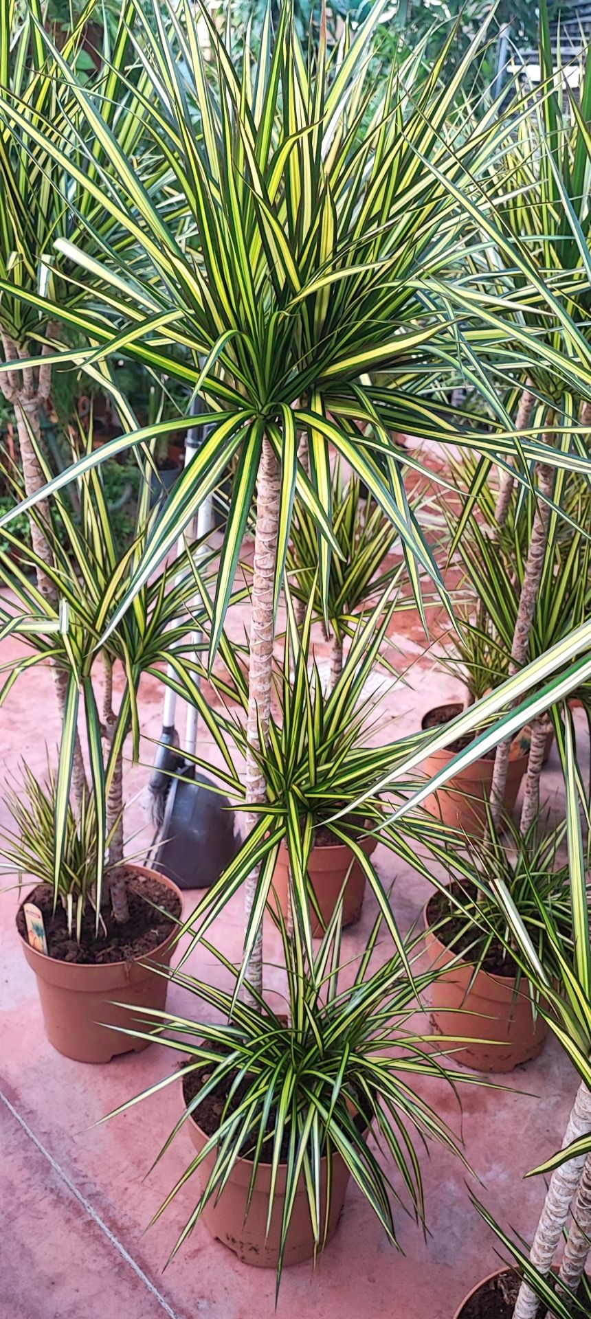 Dragon Sunray Dracaena Marginata 15 cm saksılı 150 cm boy özel tür