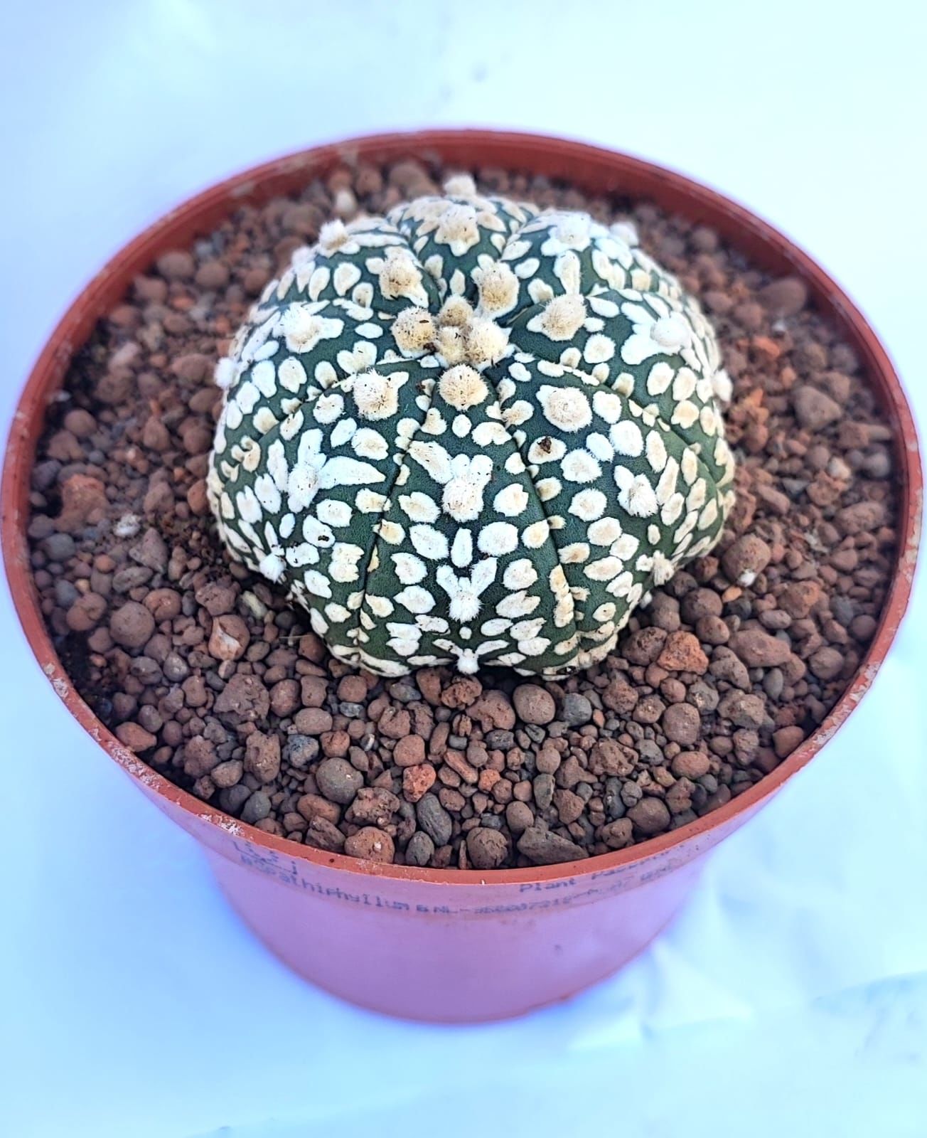 Astrophytum Asterias Superkabuto V TYPE - V Tip Astro Kaktüs