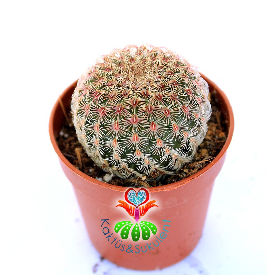 Echinocereus Pectinatus Rubispinus-5,5 cm Saksıda-Pembe Dikenli Nadir Tür Kaktüs