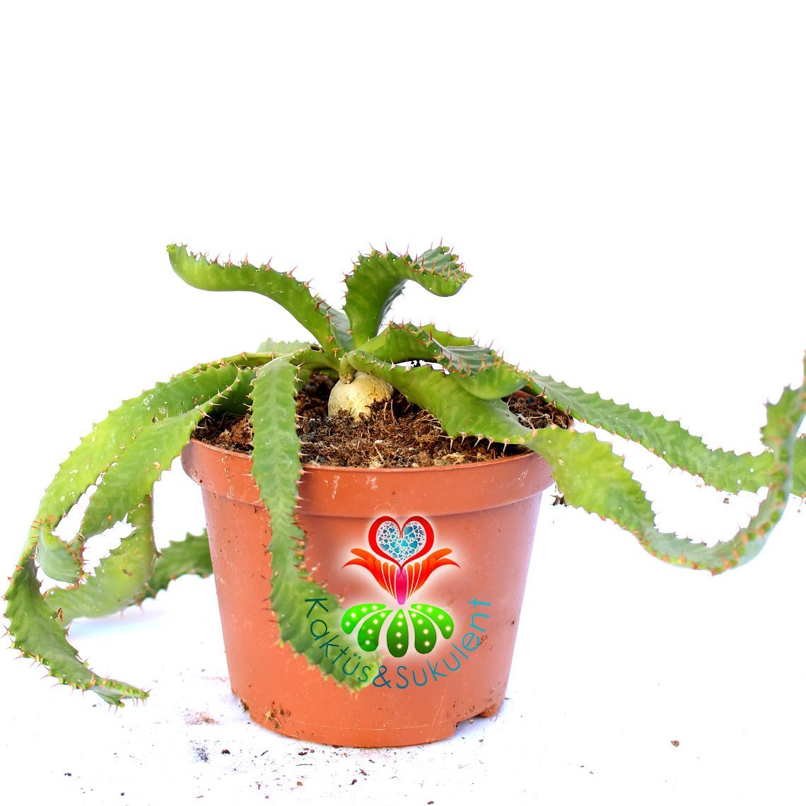 Euphorbia Stellata-Çok Nadir Tür Caudex Gövdeli Kaktüs-10,5 cm Saksıda