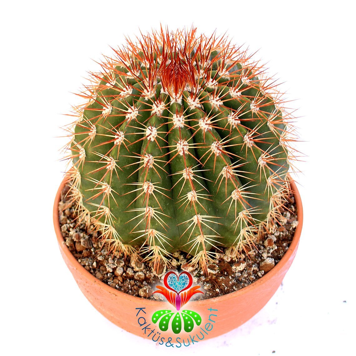 Melocactus Intortus subs. Broadwayi-Kırmızı Dikenli Yuvarlak Dev Kaktüs-20cm Büyüklükte