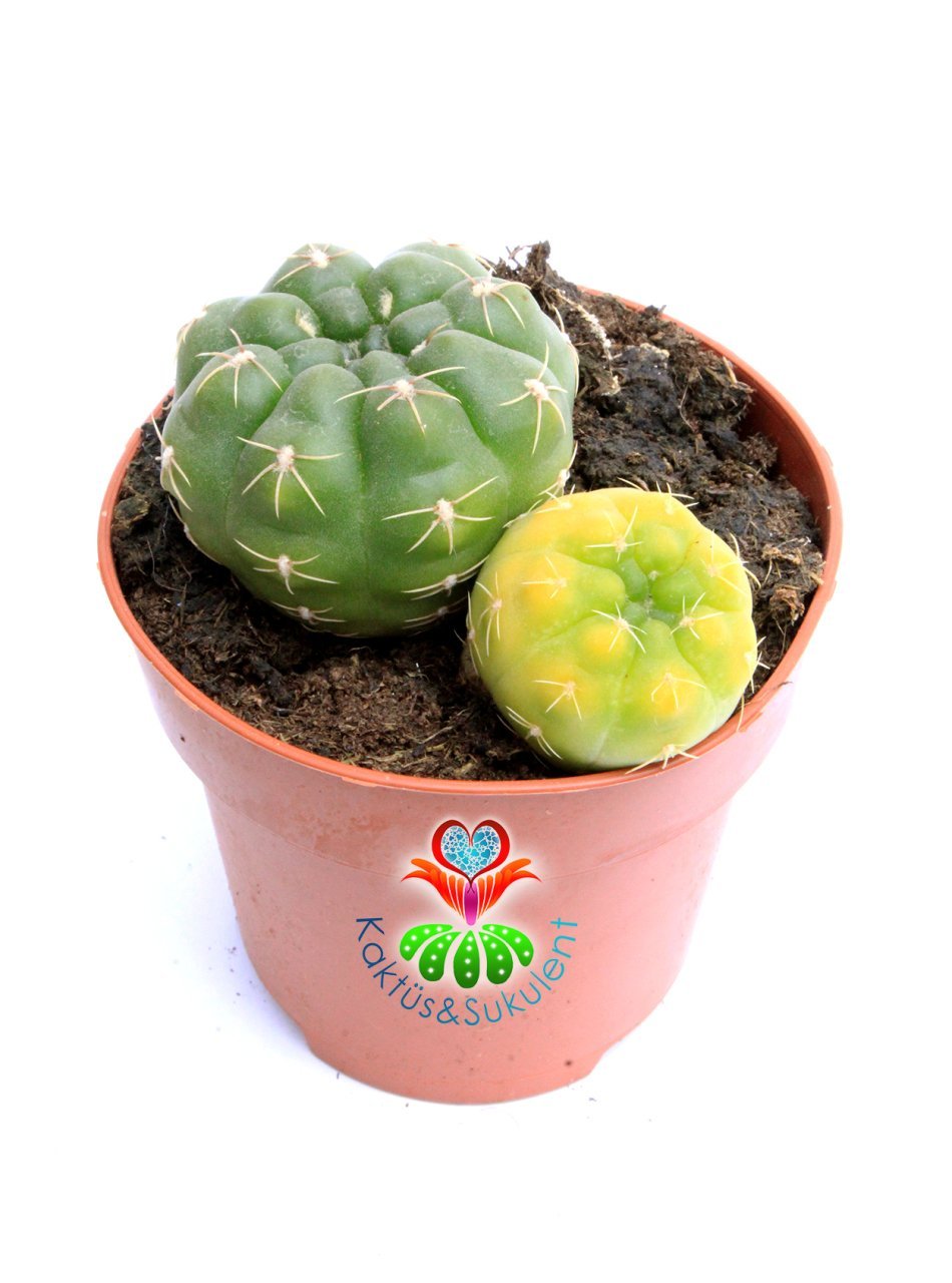 Gymnocalycium Baldianum Hybrid x Variegata -Kış Mevisinde Sarı Renk Dokulu 8,5 cm Saksılı Nadir Kaktüs
