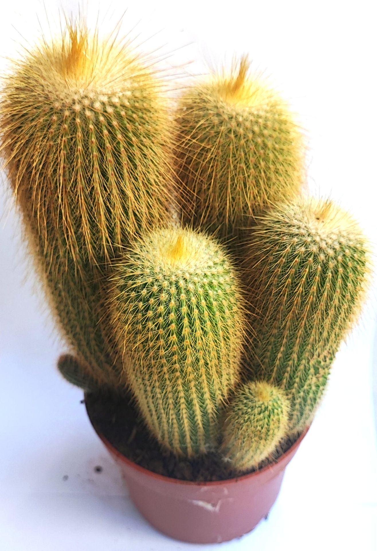 Notocactus Leninghausii (Parodia) Kaktüs 10,5 cm Saksı Dolusu