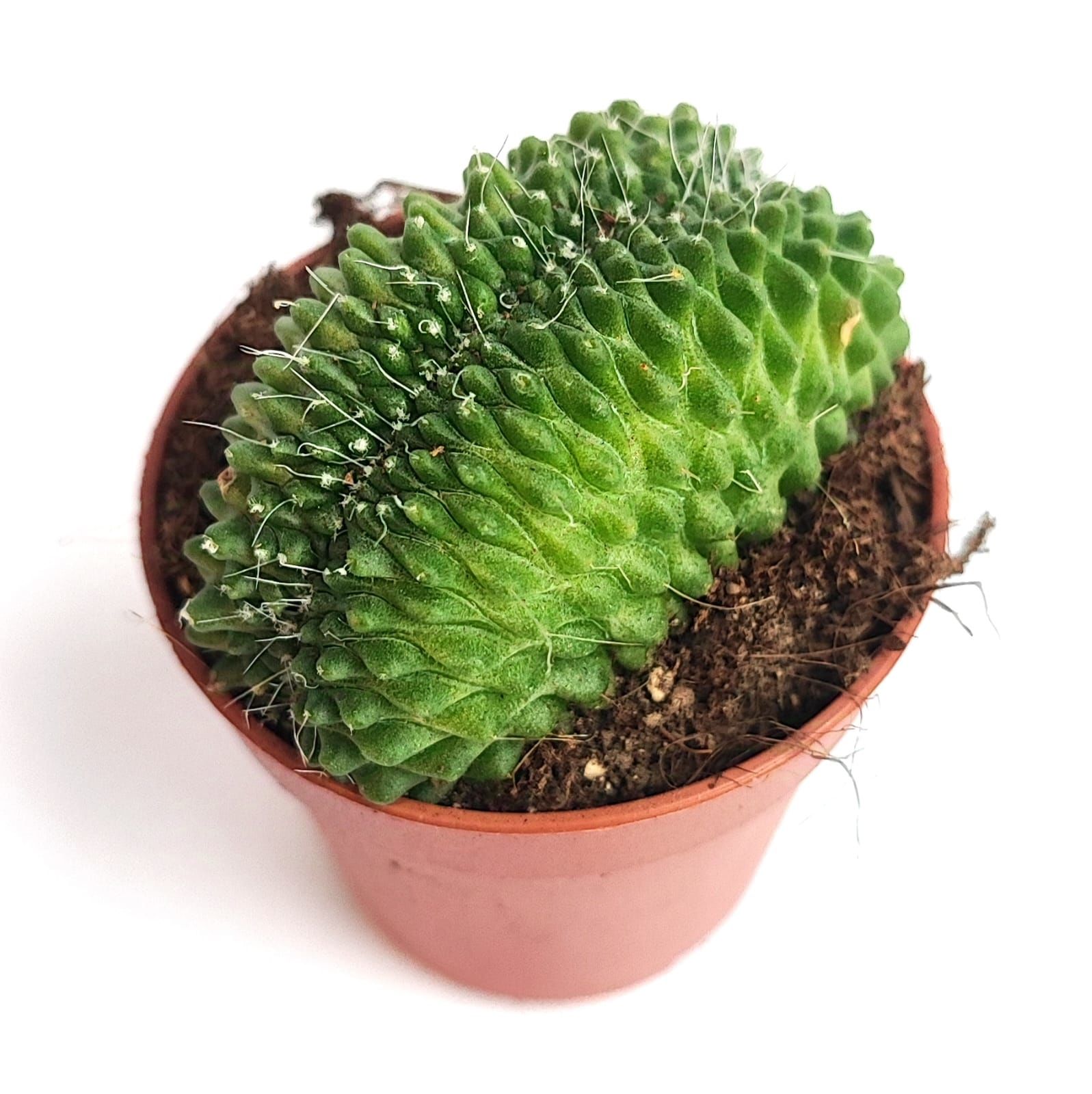 Mammillaria Spinosissima Un Pico Cristata-8,5 cm Saksıda-Sıradışı Kaktüs
