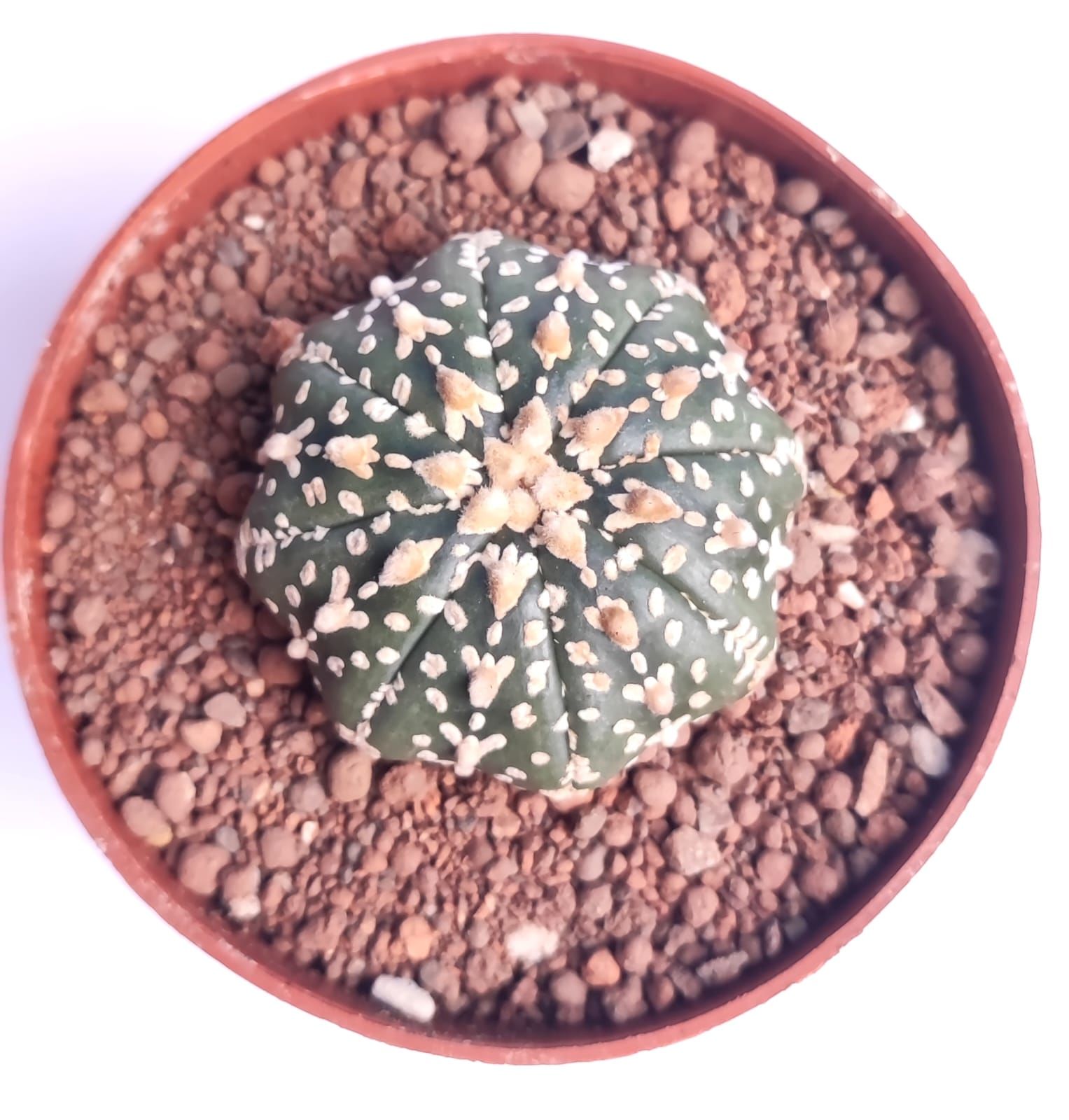 Astrophytum Asterias V TYPE x Star Shape - V Yıldız Tip Astro Nadir Tür Kaktüs