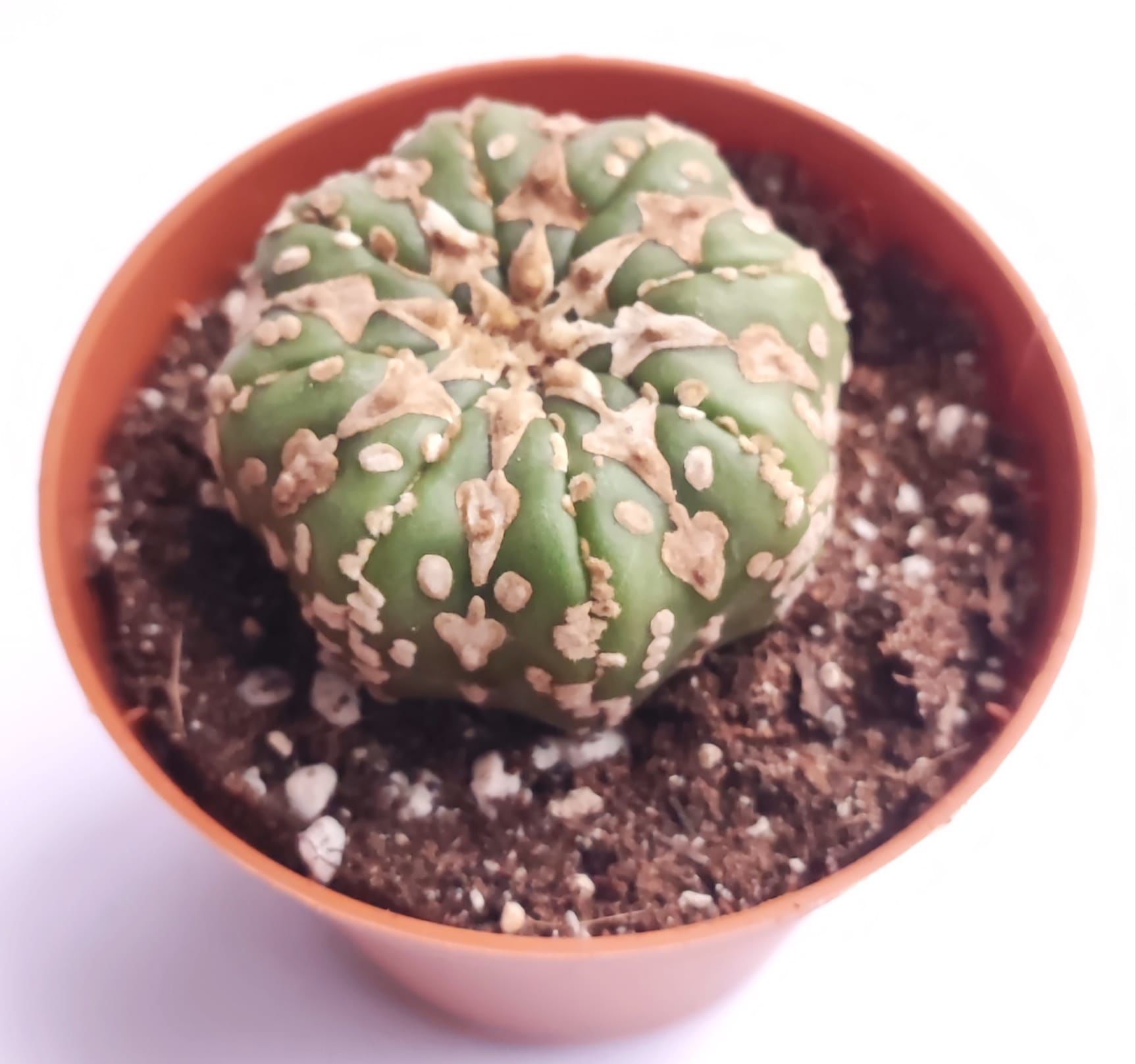 Astrophytum Asterias V TYPE - V Tip Doğal Çizgi Desen 8,5 cm saksıda Astro Nadir Özel Tür Kaktüs