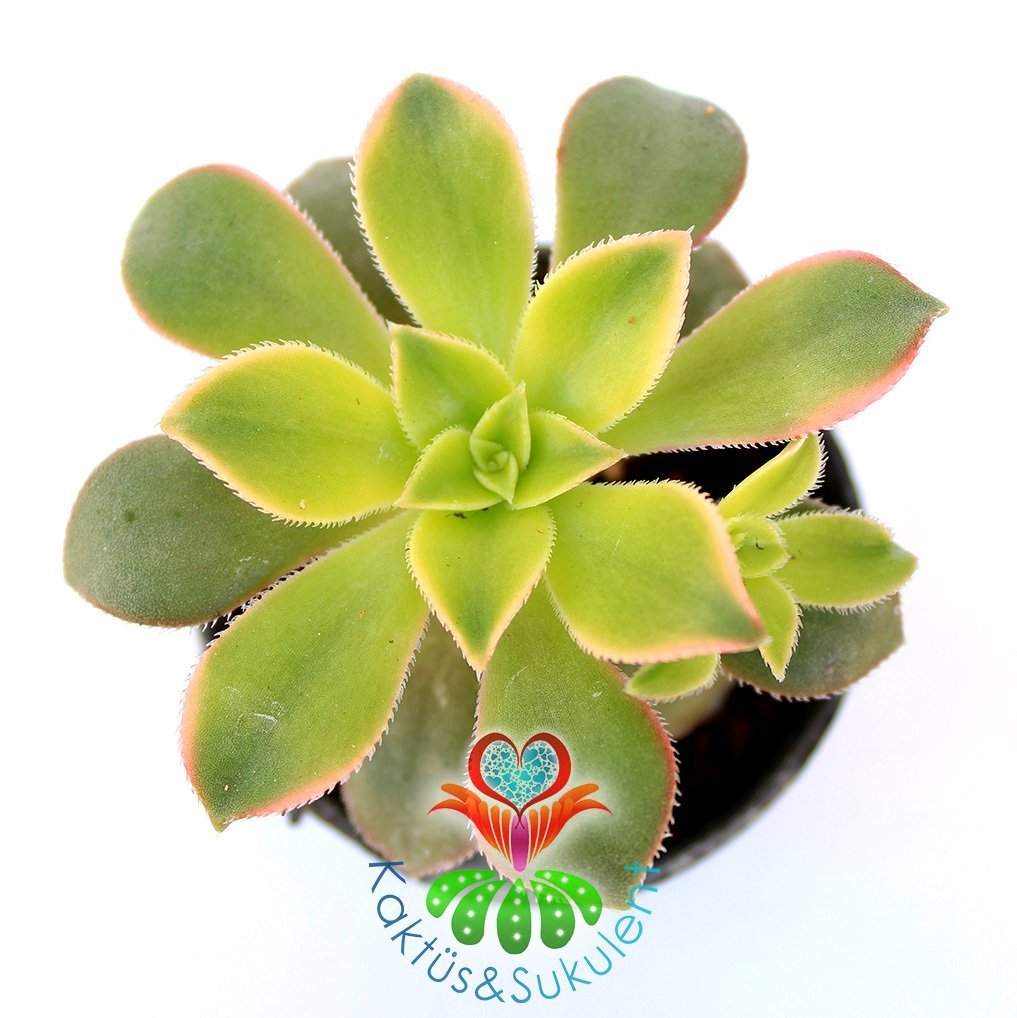 Sukulent, Aeonium Kiwi -Işık Miktarına Göre Renkleri Değişir- 5,5 cm Saksıda-Teraryum,Kaktüs