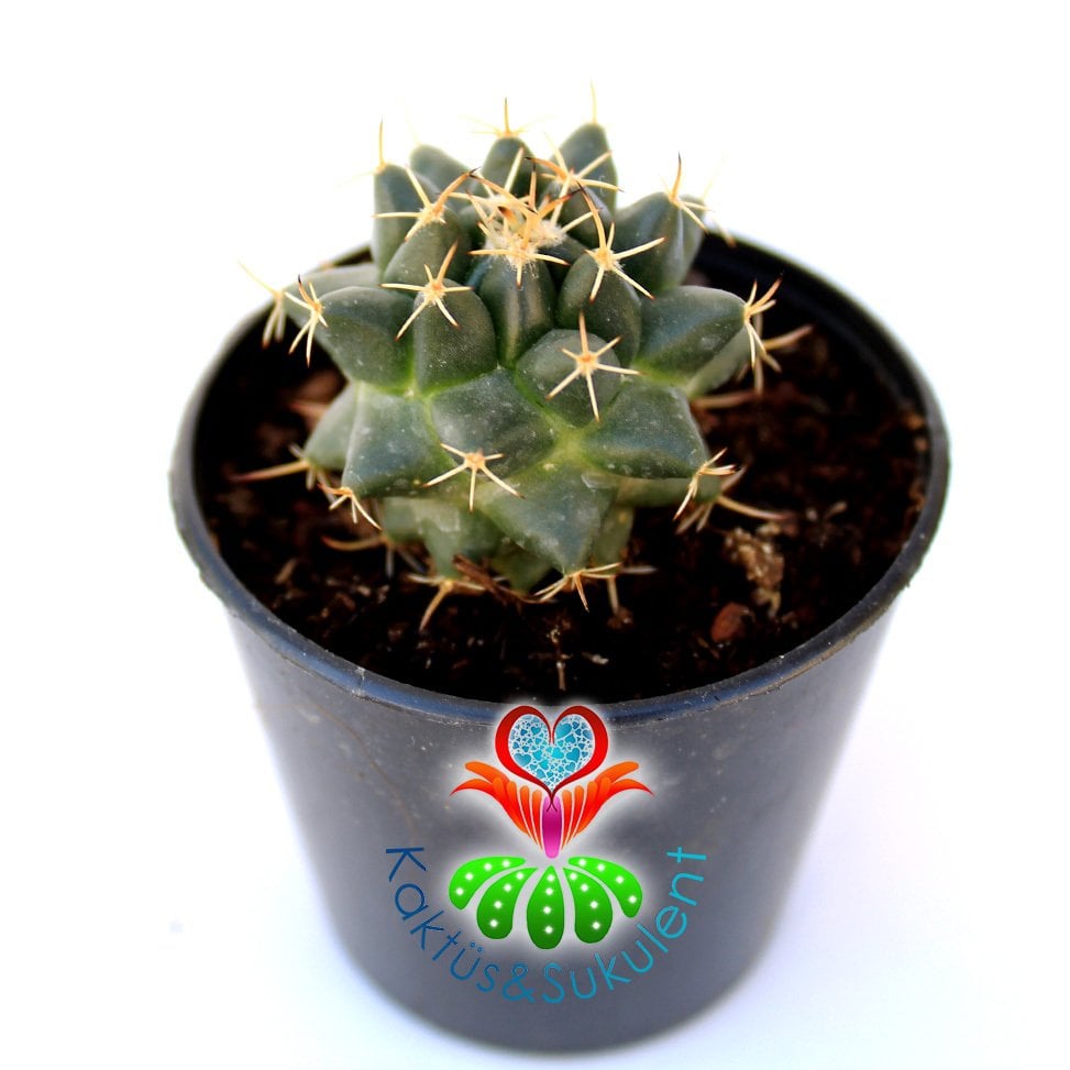Kaktüs,Mammillaria Polythele -Küçük Pembe Renk Çiçek Açar -5,5 cm Saksıda-Teraryum.Sukulent