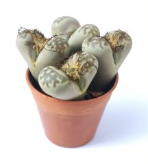 Lithops Dorothea -Benekli Yaşayan Taş Kaktüs-5,5 cm Saksıda