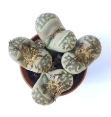 Lithops Dorothea -Benekli Yaşayan Taş Kaktüs-5,5 cm Saksıda