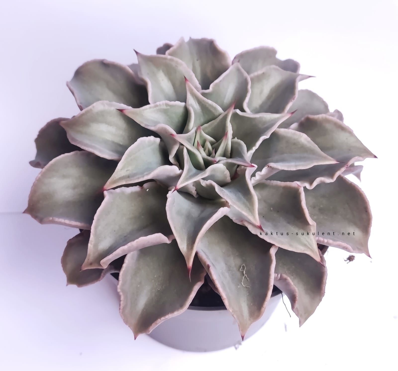 Echeveria 'Madiba' 8,5 cm saksıda Sert Yapraklı Nadir Tür Afrika Sukulenti