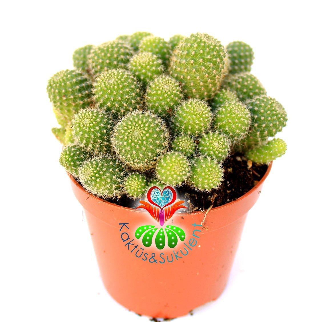 Kaktüs, Rebutia Heliosa Cajasensis - Açık Yeşil Bol Yavrulu -10,5 cm saksıda-Sarı Renk Çiçek Açar