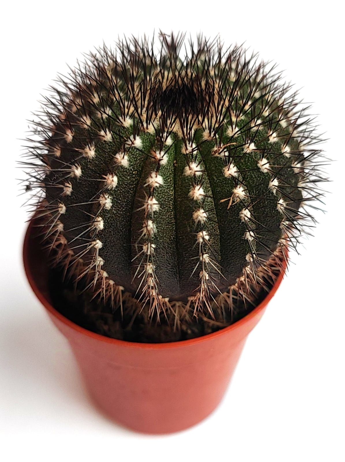 Uebelmannia Pectinifera-Köklü-5,5 cm Saksıda Çok Nadir Özel Koleksiyon Türü