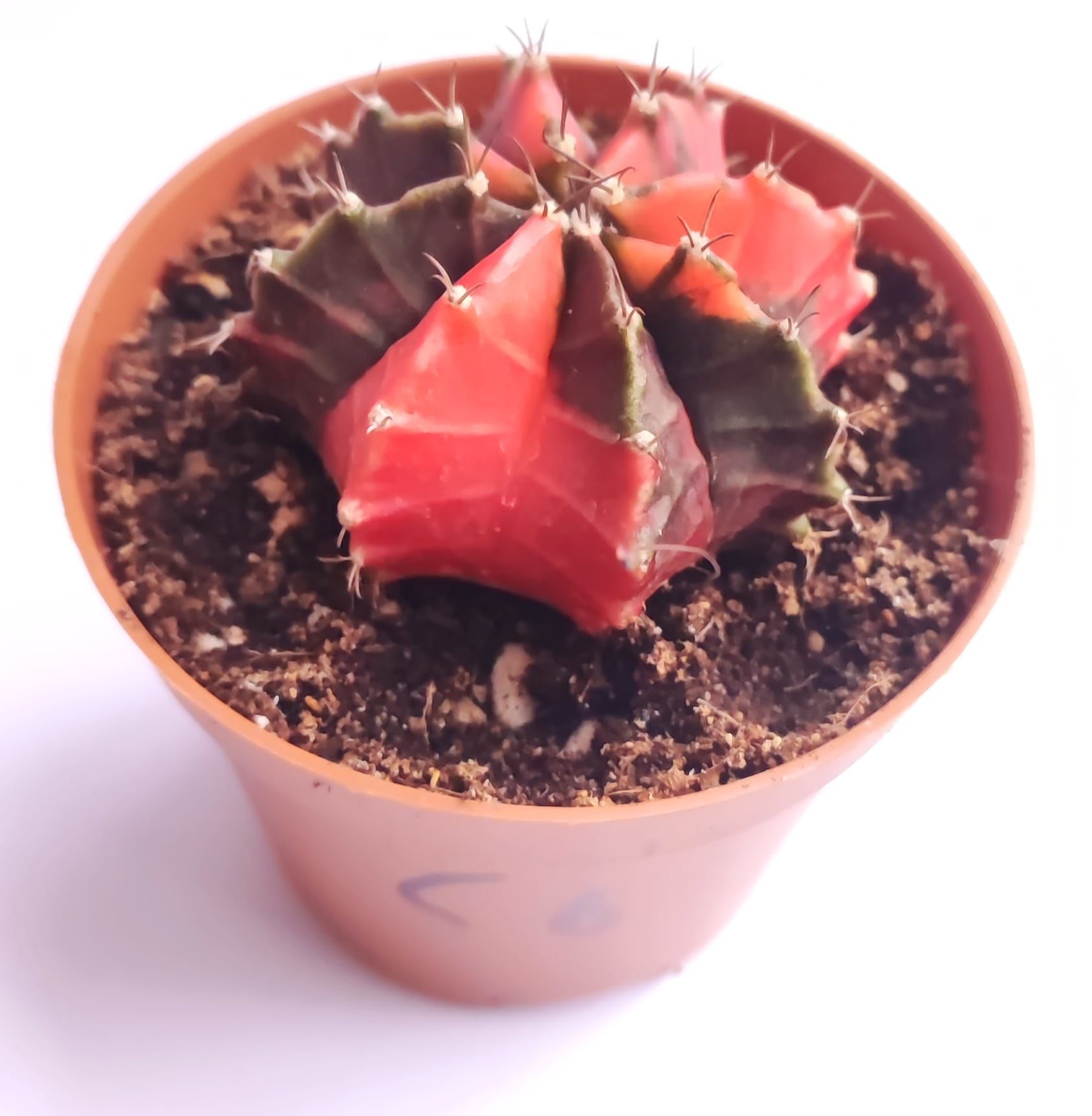 Gymnocalycium Mihanovichi Red Dragon Hybrid Variegata - Renkli, Variegata Köklü Özel tür Kaktüs-8,5 cm Saksıda