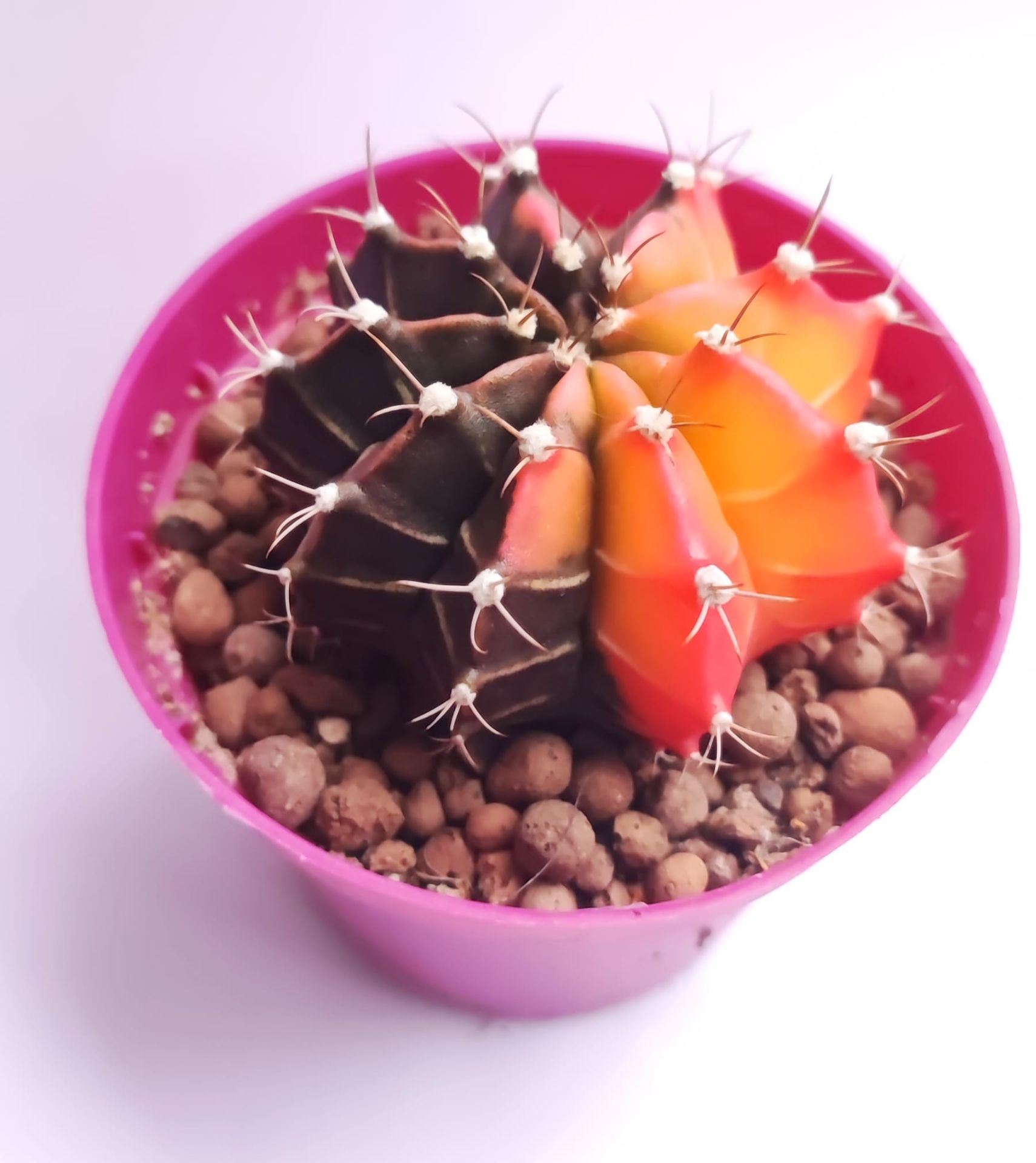 Gymnocalycium Mihanovichi Tricolor- Renkli, Variegata Köklü Özel tür Kaktüs-8,5 cm Saksıda