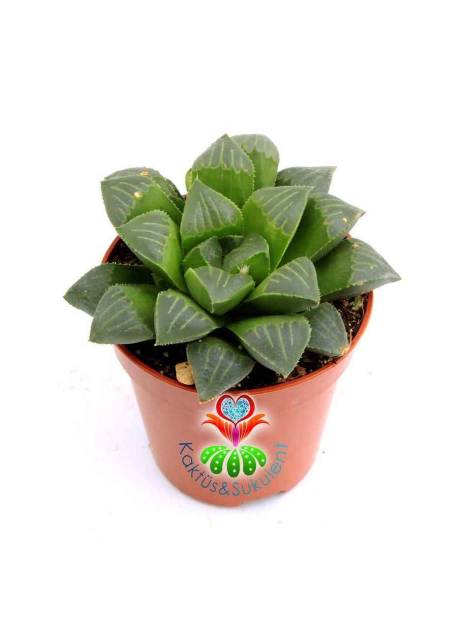 Haworthia Retusa, Su Damlası Yapraklı Şeffaf Görünümlü -Simetrik- 5,5 cm saksıda-Teraryum, Kaktüs