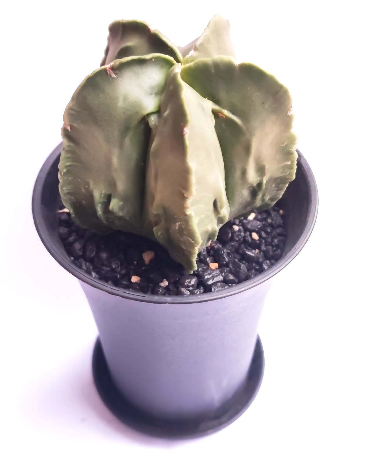 Astrophytum Myriostigma Fukuryu -NADİR TÜR-Sarı Renk Çiçek Açar- 9 cm saksı dolusu