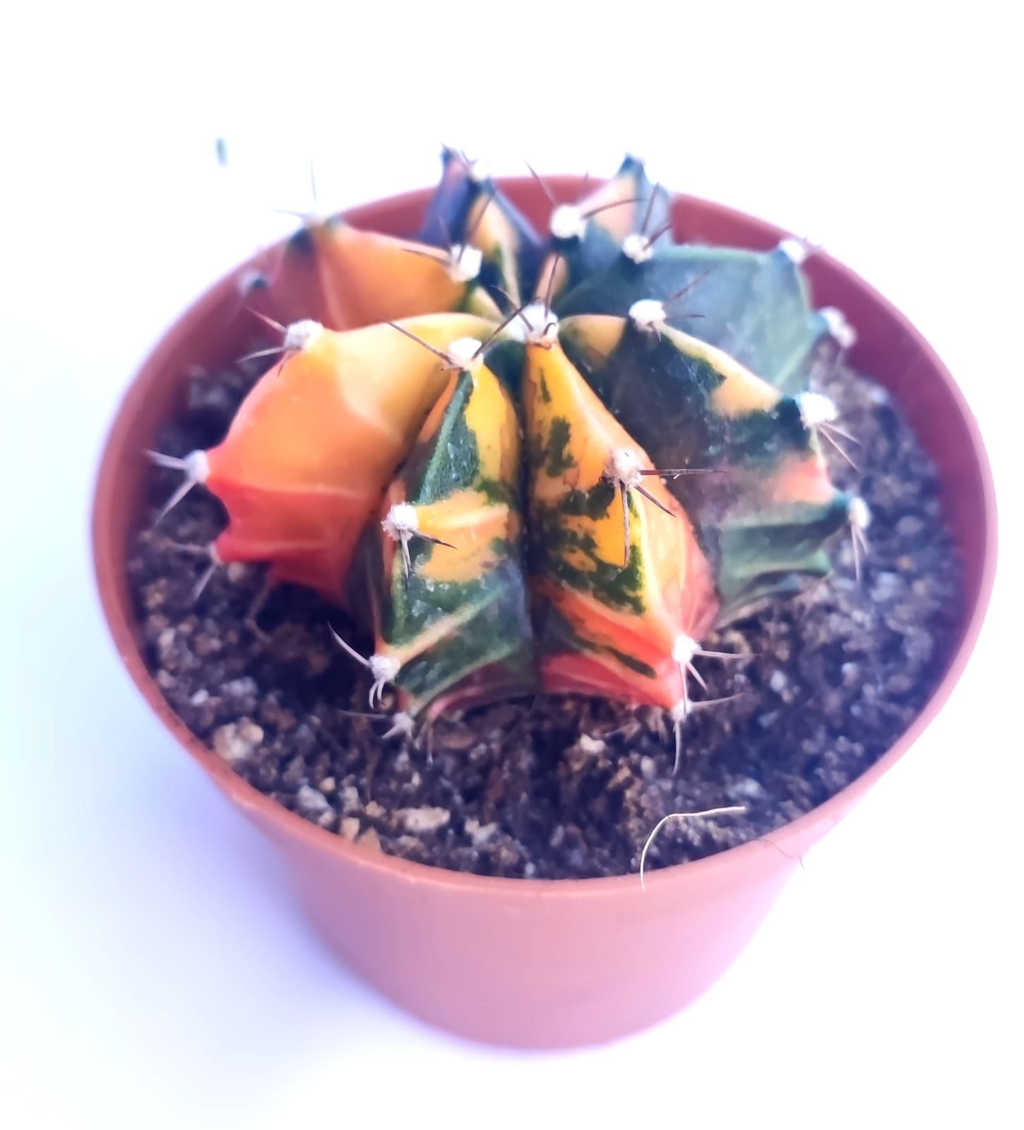 Gymnocalycium Mihonavichi Variegata - Renkli, Variegata Köklü Özel tür Kaktüs-8,5 cm Saksıda