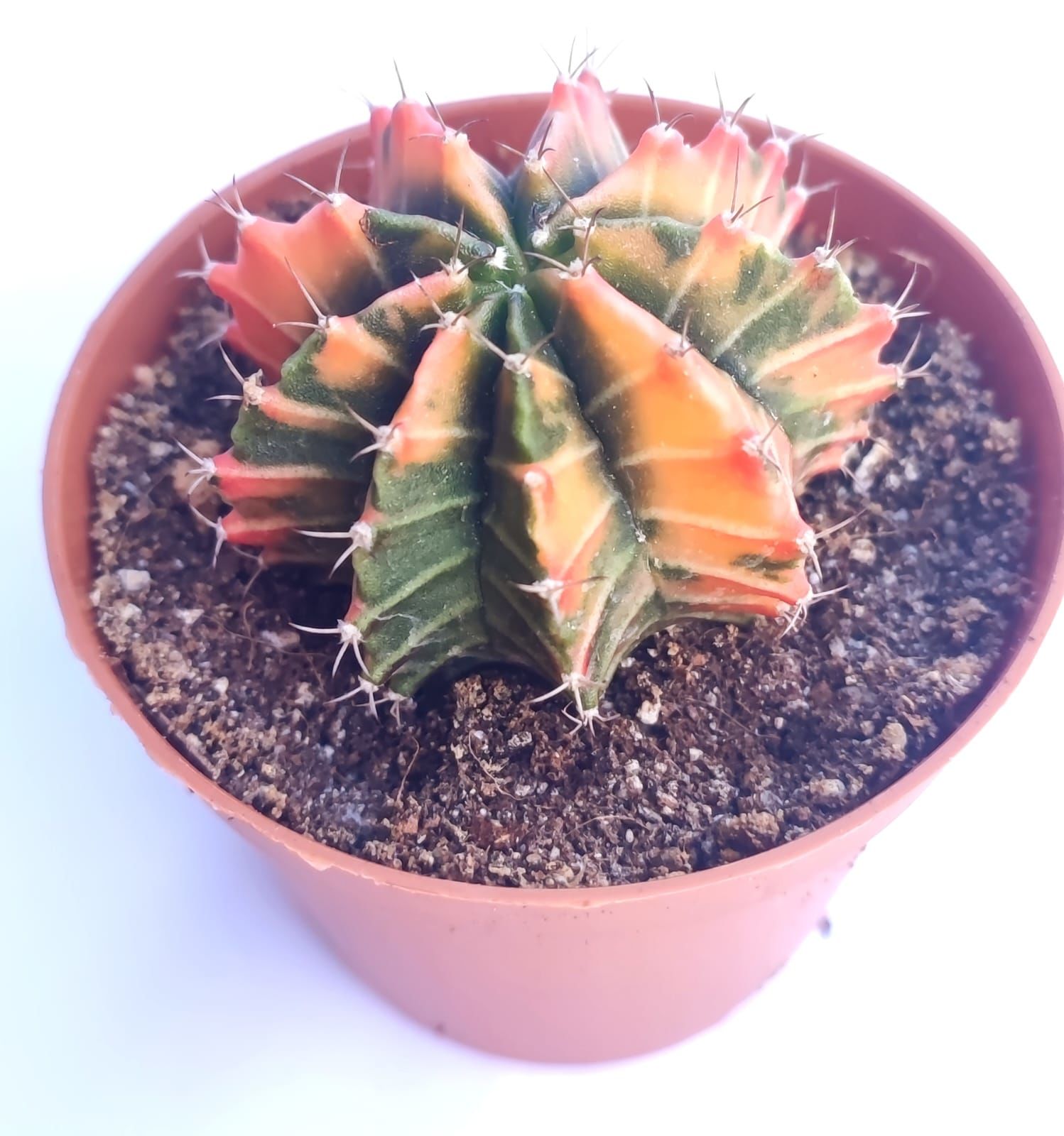 Gymnocalycium Mihanovichii Rainbow - Renkli, Variegata Köklü Özel tür Kaktüs-8,5 cm Saksıda