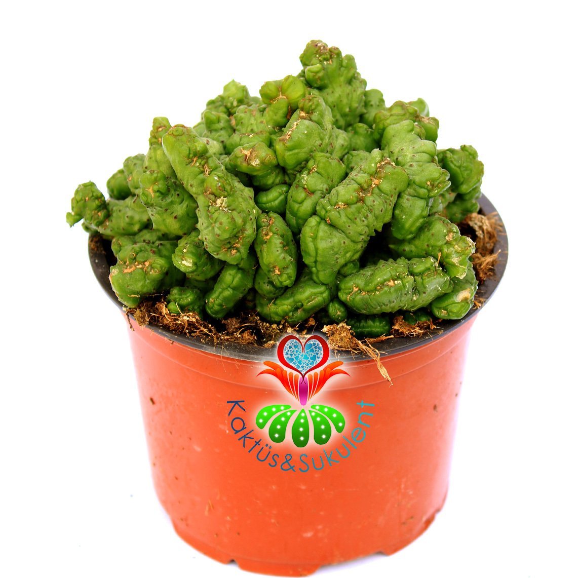 Euphorbia Erythraeae Monstruosa-12 cm Saksıda-Nadir Tür Sıradışı Kaktüs