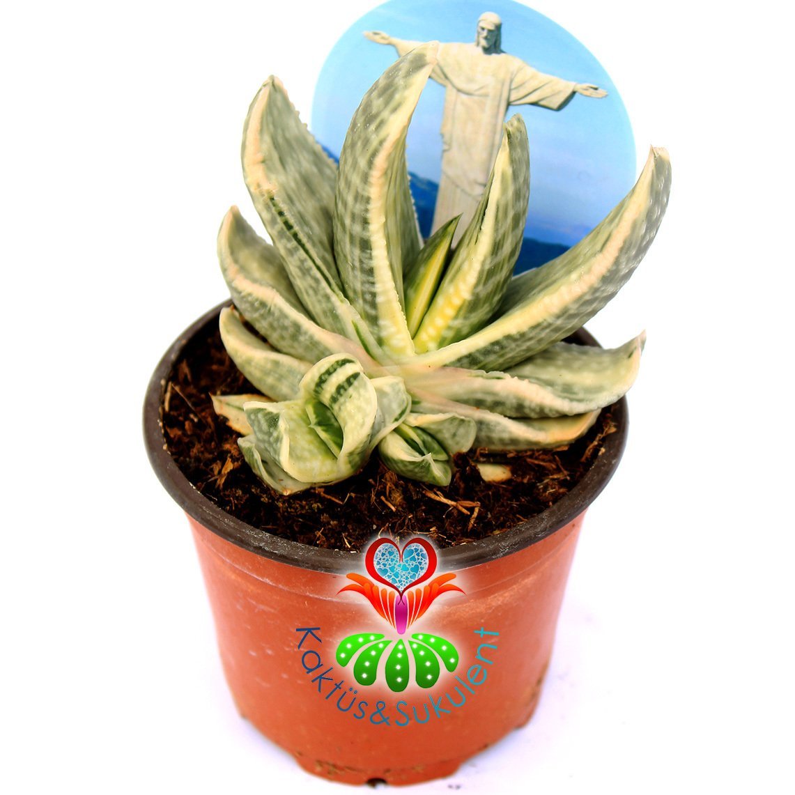 Gasteria cv. Fuji Yuki-Nadir Tür Variegata Sukulent-8,5 cm Saksıda