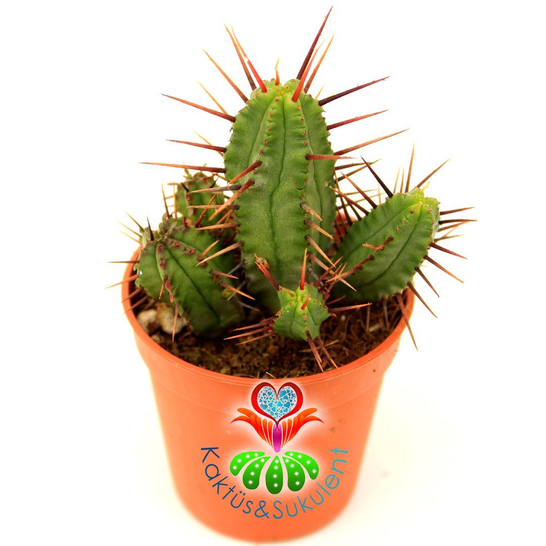 Kaktüs,Euphorbia Enopla- Dallı Form-Sıradışı Dikenli-Cactus 1.Sınıf- 5,5 cm saksıda-Sukulent