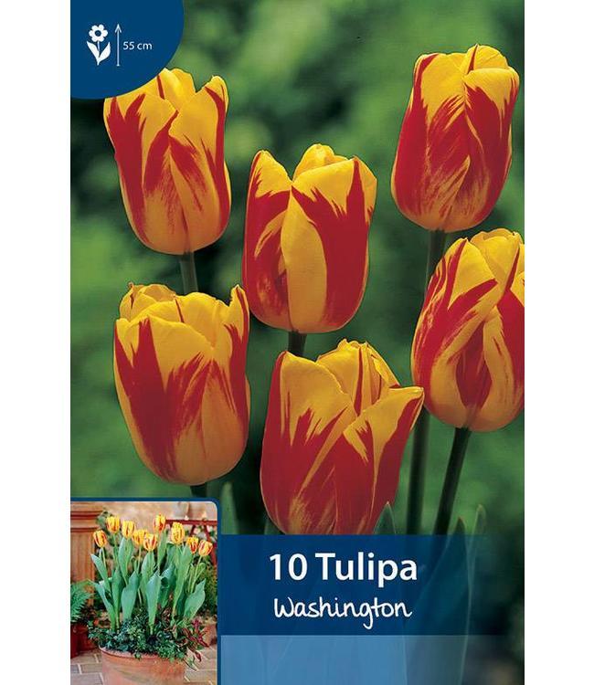 Sarı Kırmızı Lale Soğanı-Tulpen Washington-10 Adet Soğan-55 cm Büyüklükte Bitki Çıkarır