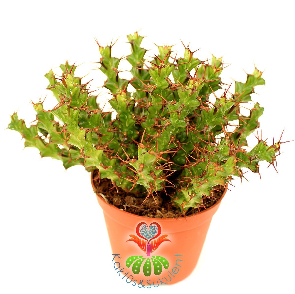 Kaktüs, Euphorbia Erigavensis-Nadir Tür-Minik Sarı Çiçek Açar -8,5 cm Saksıda-Teraryum,Sukulent