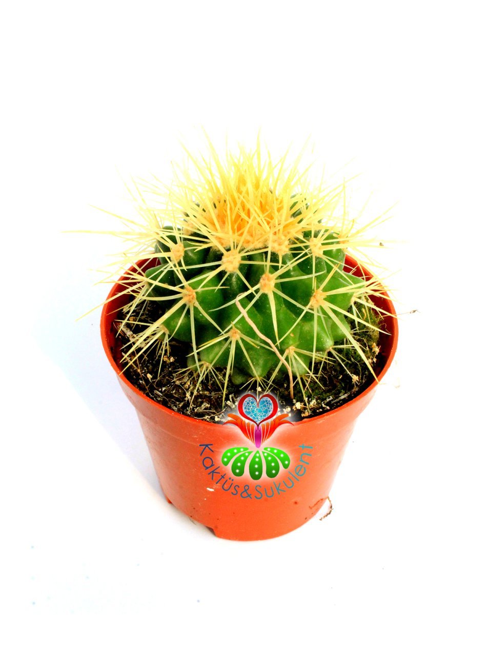 Altın Varil Kaktüs, Echinocactus Grusonii-Devasa Boyutlara Ulaşır-8 cm Saksıda
