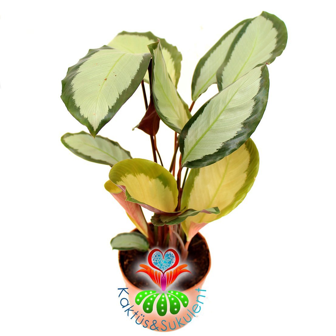 Calathea Rosastar-Açık-Koyu Yeşil Yapraklı-Mükemmel Salon,Dua Çiçeği-10,5 cm Saksıda-30 cm Uzunluk
