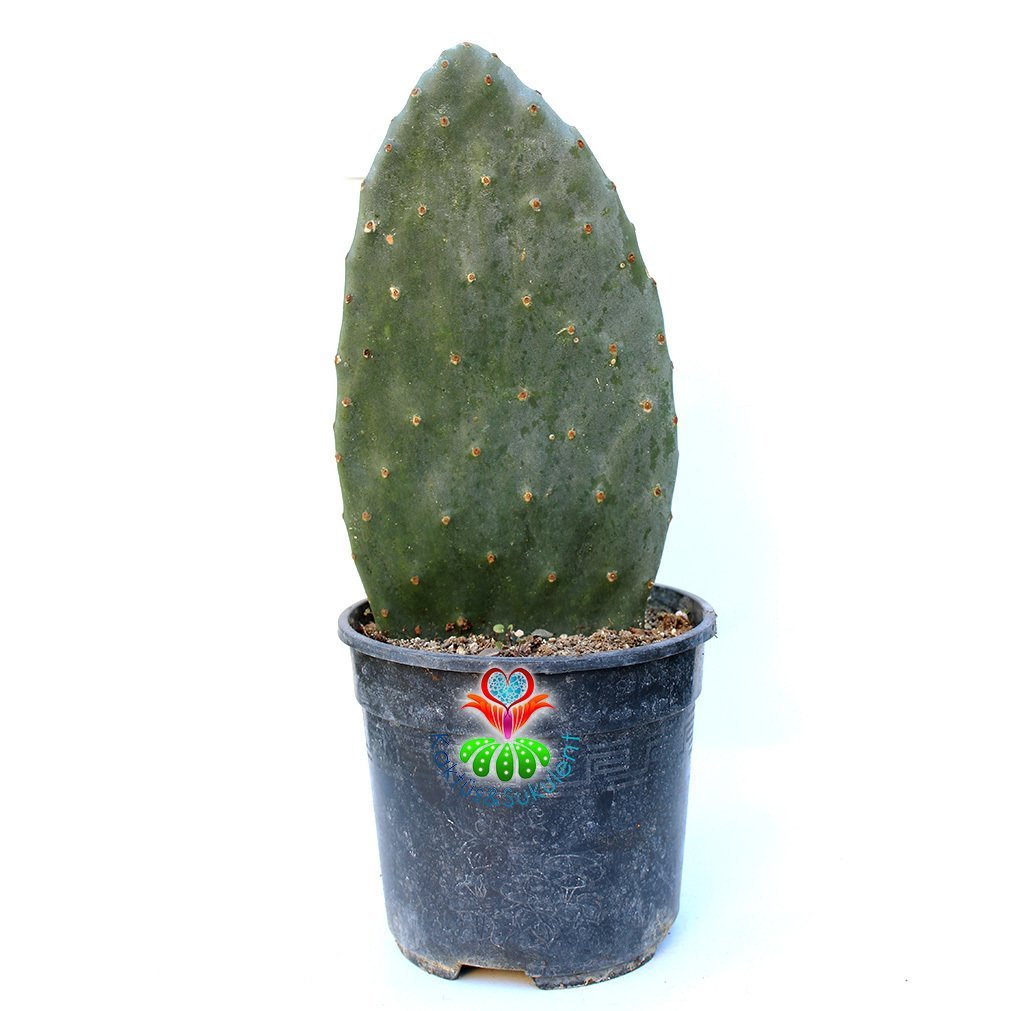 Opuntia Vulgaris (Kaynana Dili) 20+cm Uzunlukta -14 cm Saksıda-Teraryum,Sukulent