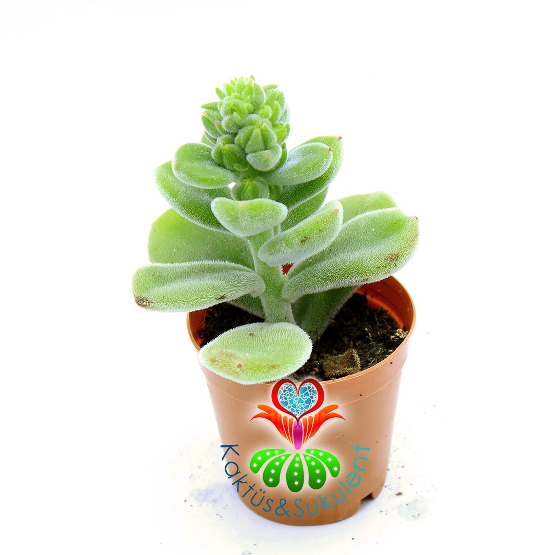 Crassula Sp.-Tüylü Yomurcuklu Sukulent-5,5 cm Saksıda