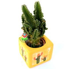 Seramik Saksıda Radyasyon Emici Kaktüs-Cereus Peruvianus Florida Inermis- Hediyelik 8x8 Saksı Boyutu