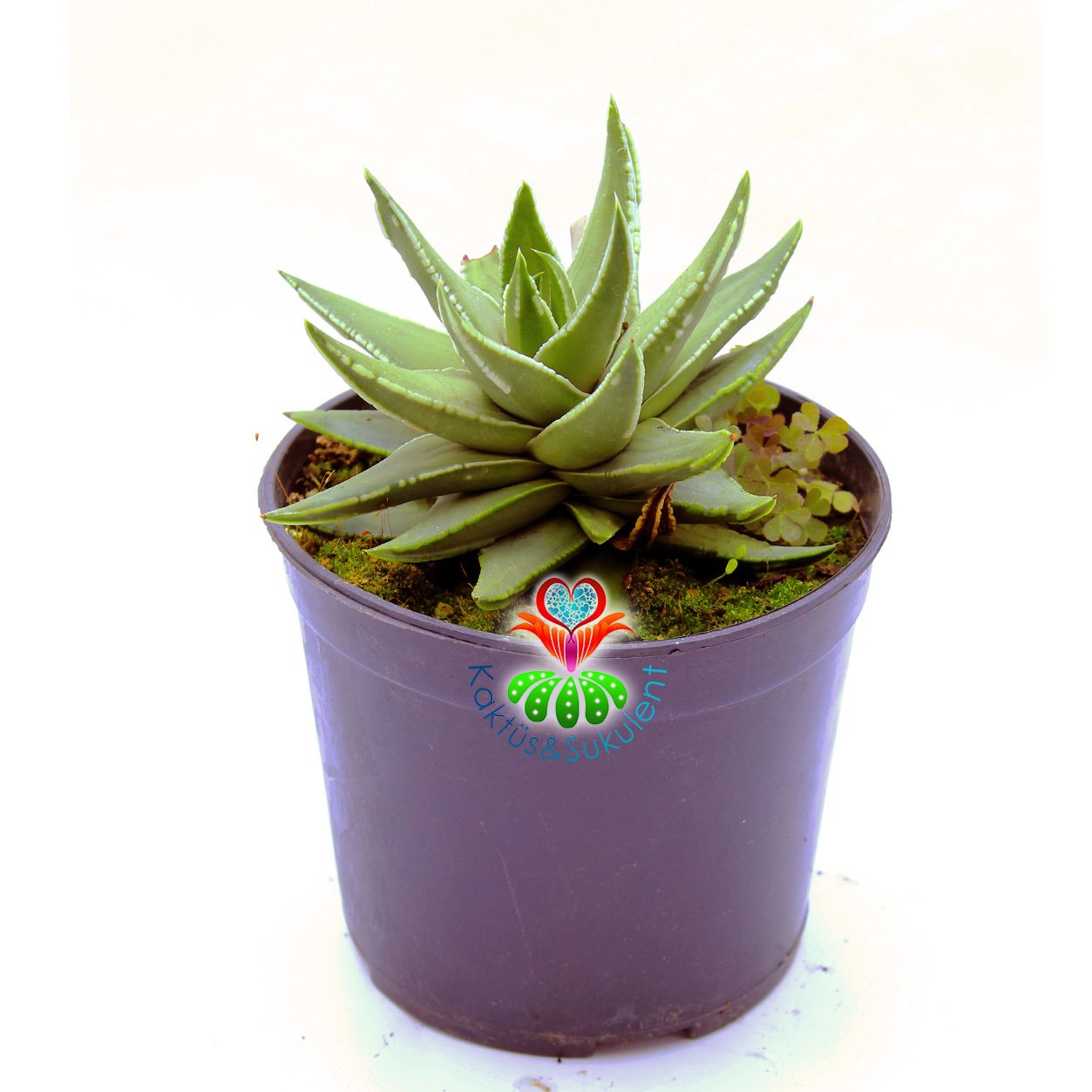 Aloe Marginata cv. Angel Wings -Beyaz Kenarlı Sert Sukulent-15 cm Saksıda Büyük Boy