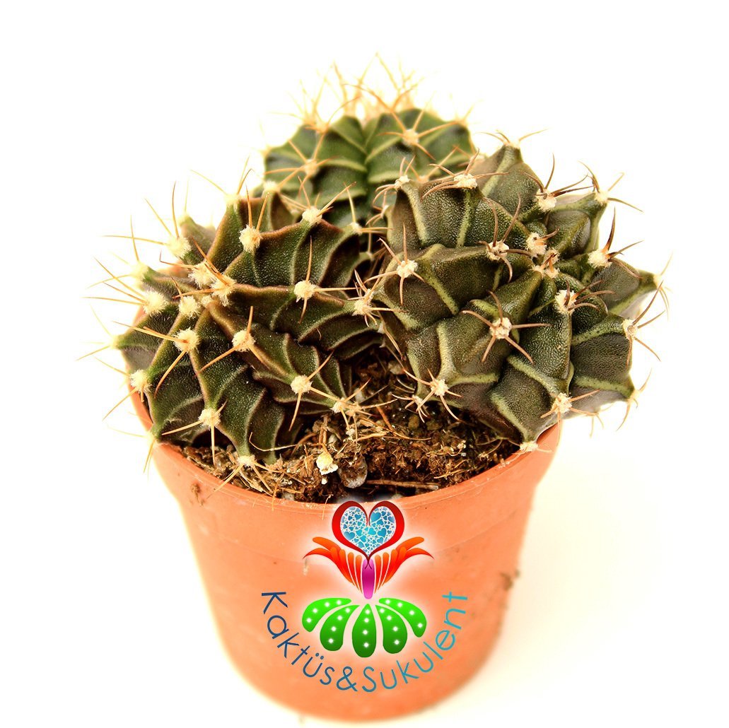 Kaktüs,Gymnocalycium Mihanovichii-5,5 cm Saksı Dolusu- 3 Adet--Beyaz Renk Çiçek Açar- 1. Sınıf ithal