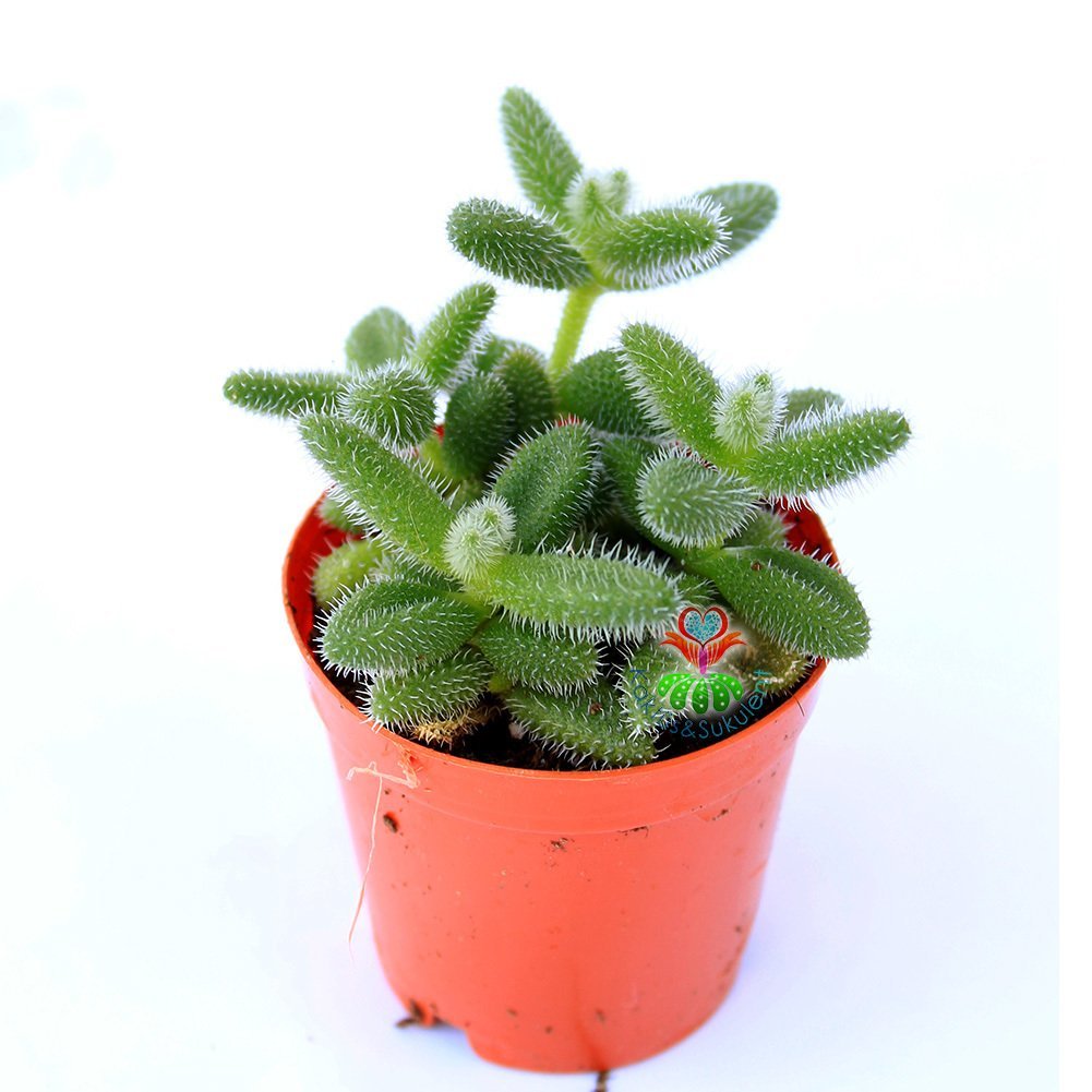 Delosperma Echinatum-5,5 cm Saksıda Tombul Tüylü Yapraklı Sukulent