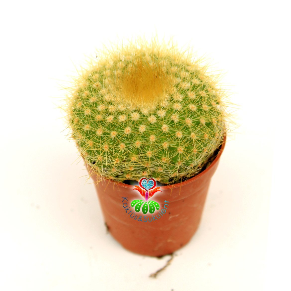Parodia chrysacanthion-Büyük Sarı Renk Çiçek Açar-Siteye Özel Tür 5,5 cm Saksıda