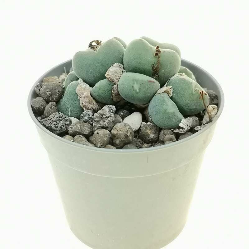 Conophytum Meyeri -Çok Nadir Tür Taş Kaktüs-6,5 cm Saksıda